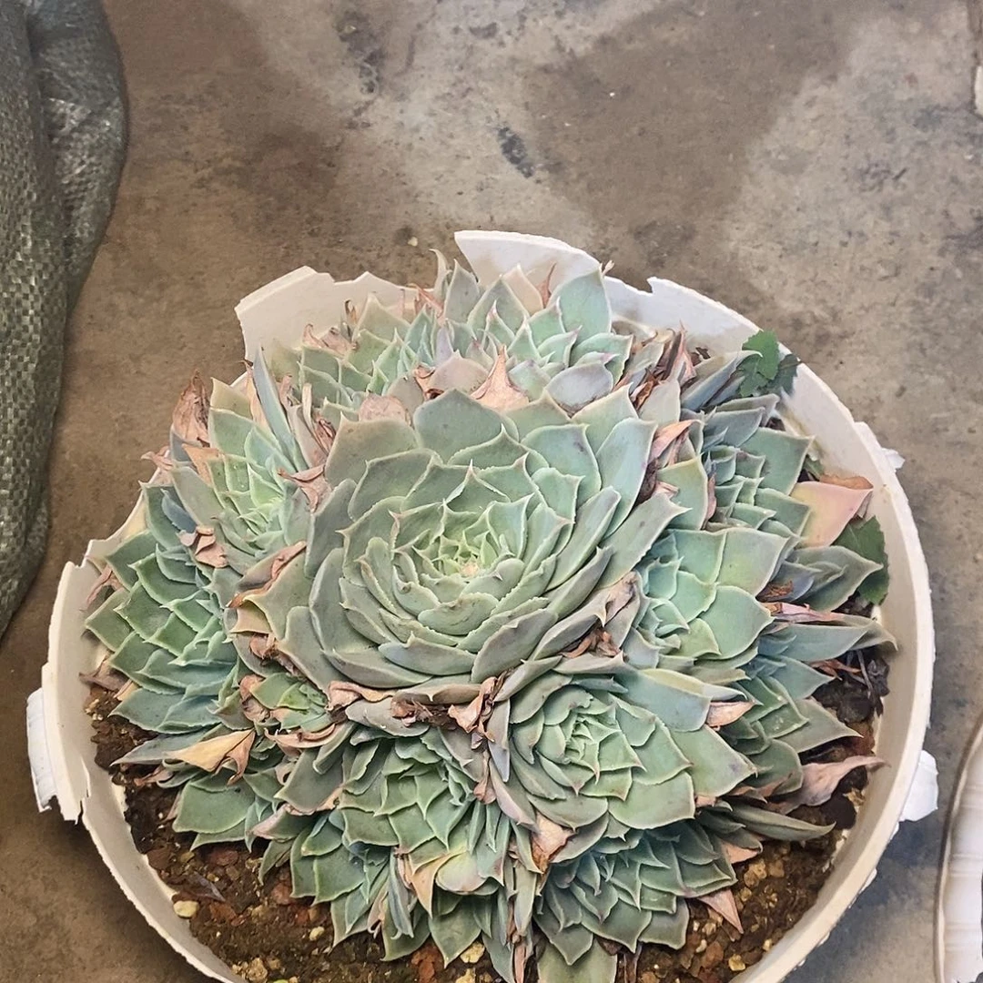 一物一拍，蓝丝绒多肉