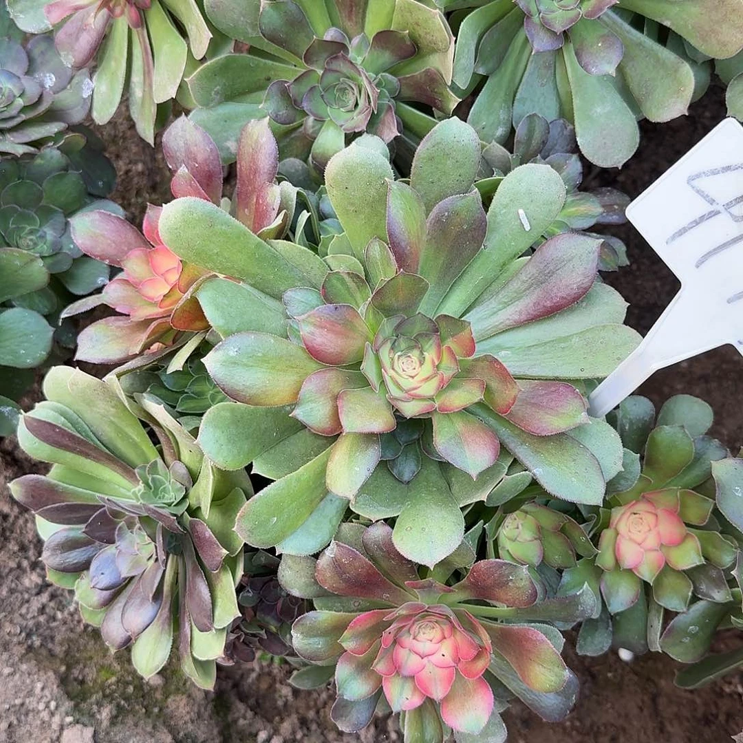 4199流星雨多肉法师