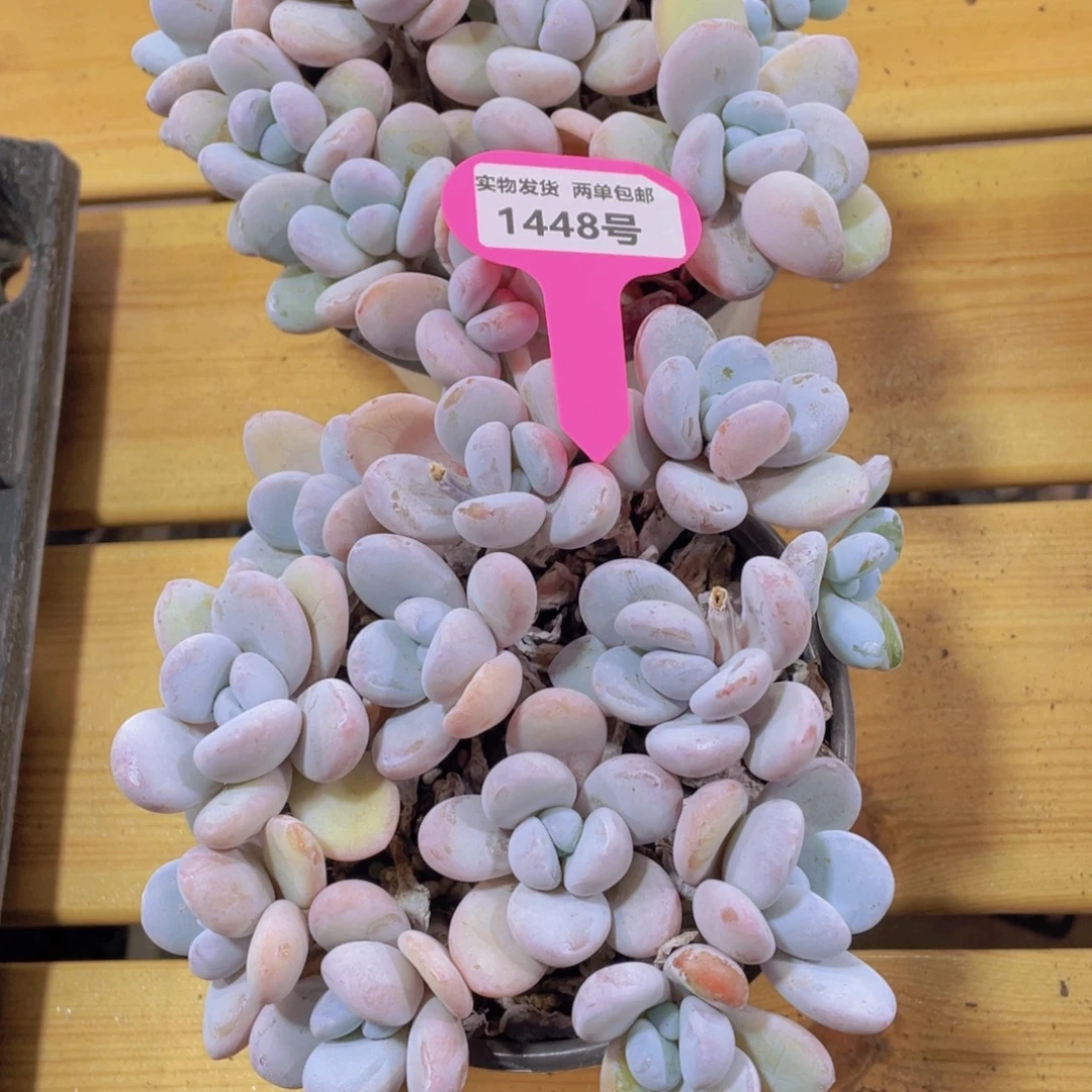 1448号 老桩捧花雪美人组合一盆