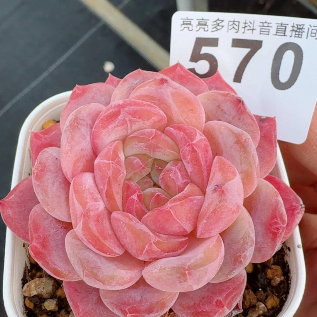 冰魄         精品多肉