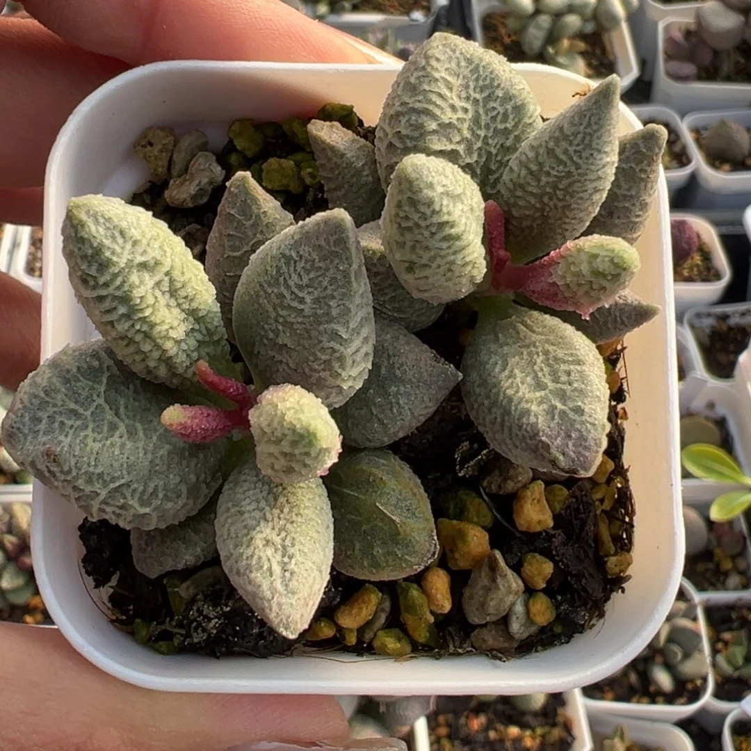 ****～班班专拍融冰姐妹花