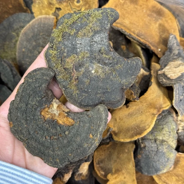 【大海干货】桑双黄黄 花胶