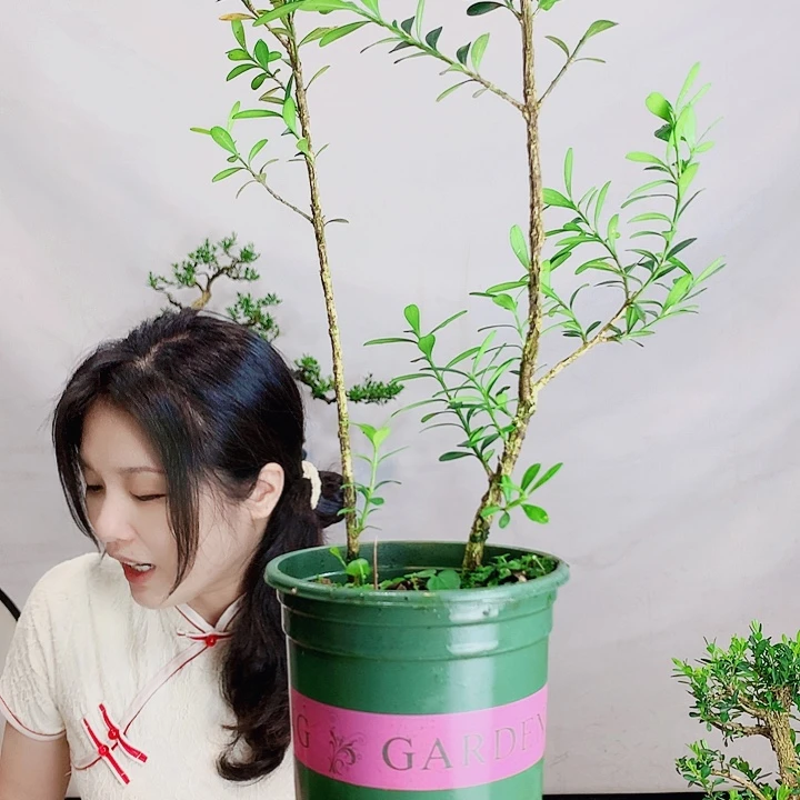 无花朵B****文皱皮雀舌黄杨盆景