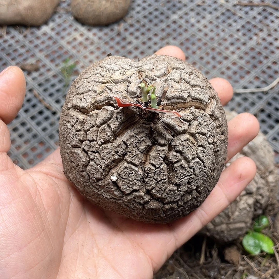 龟甲龙一物一拍2214号8.5cm