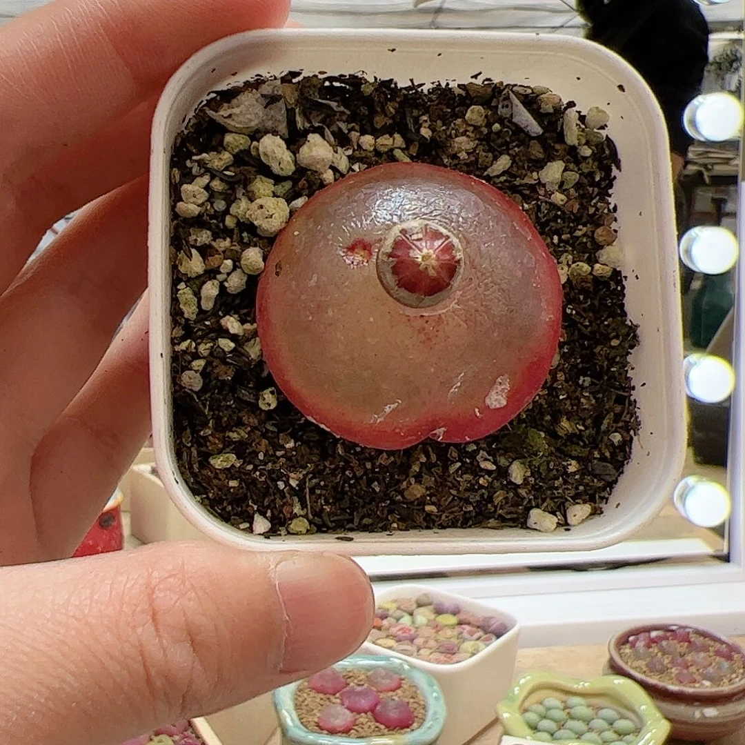 【闪购商品】292 灯泡