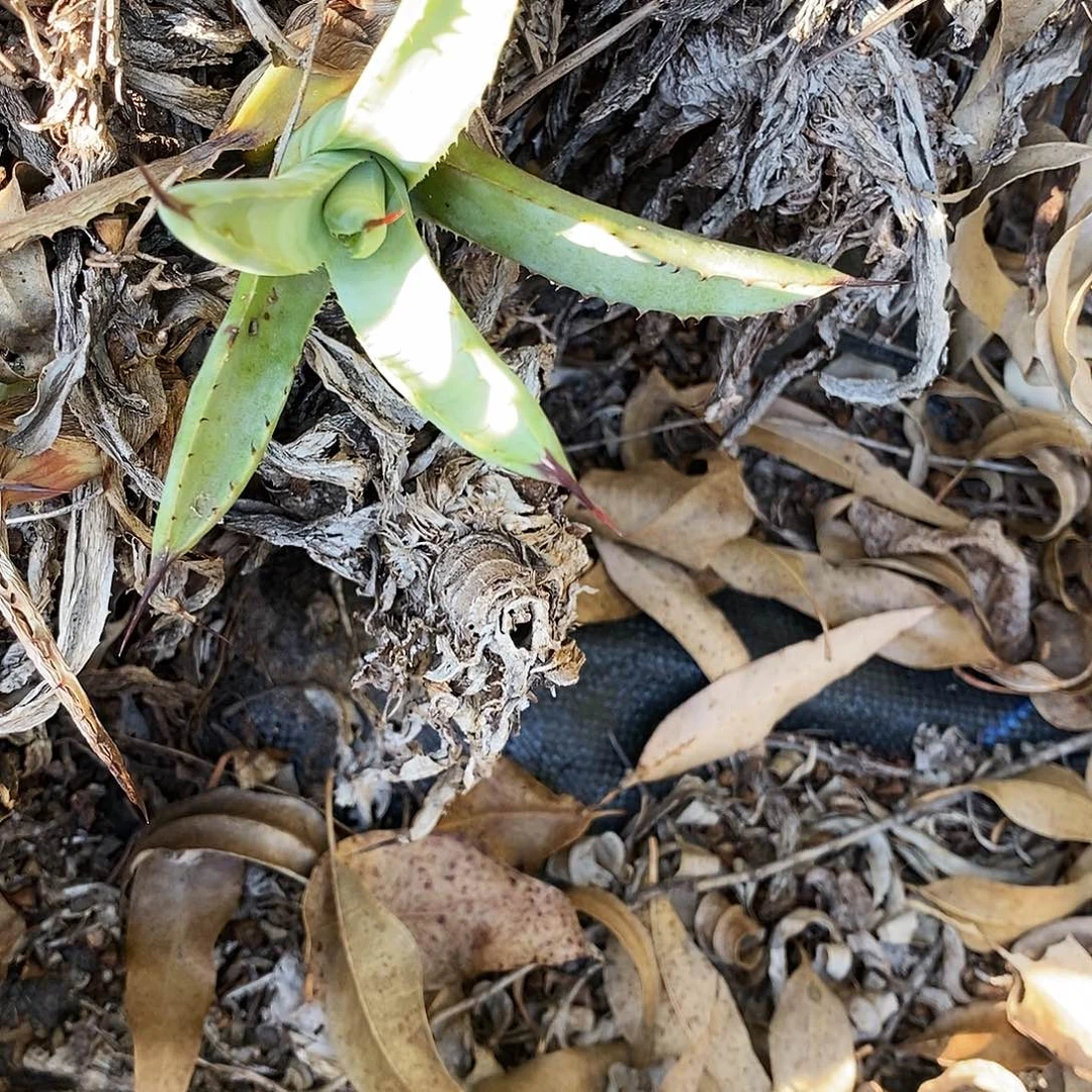 绿肌八荒殿小苗。