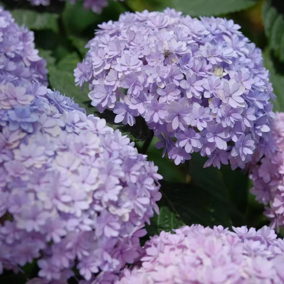 花手鞠虹瑞花卉露天绣球一物一拍