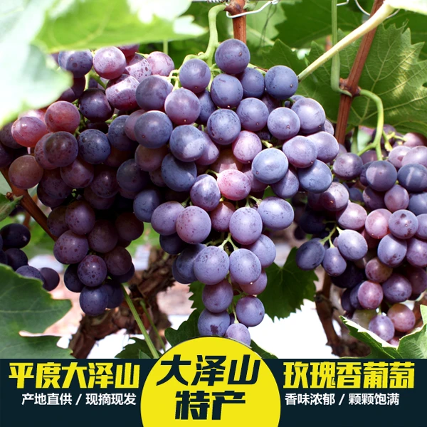 正宗平度大泽山玫瑰香葡萄现摘现发顺丰冷链直达