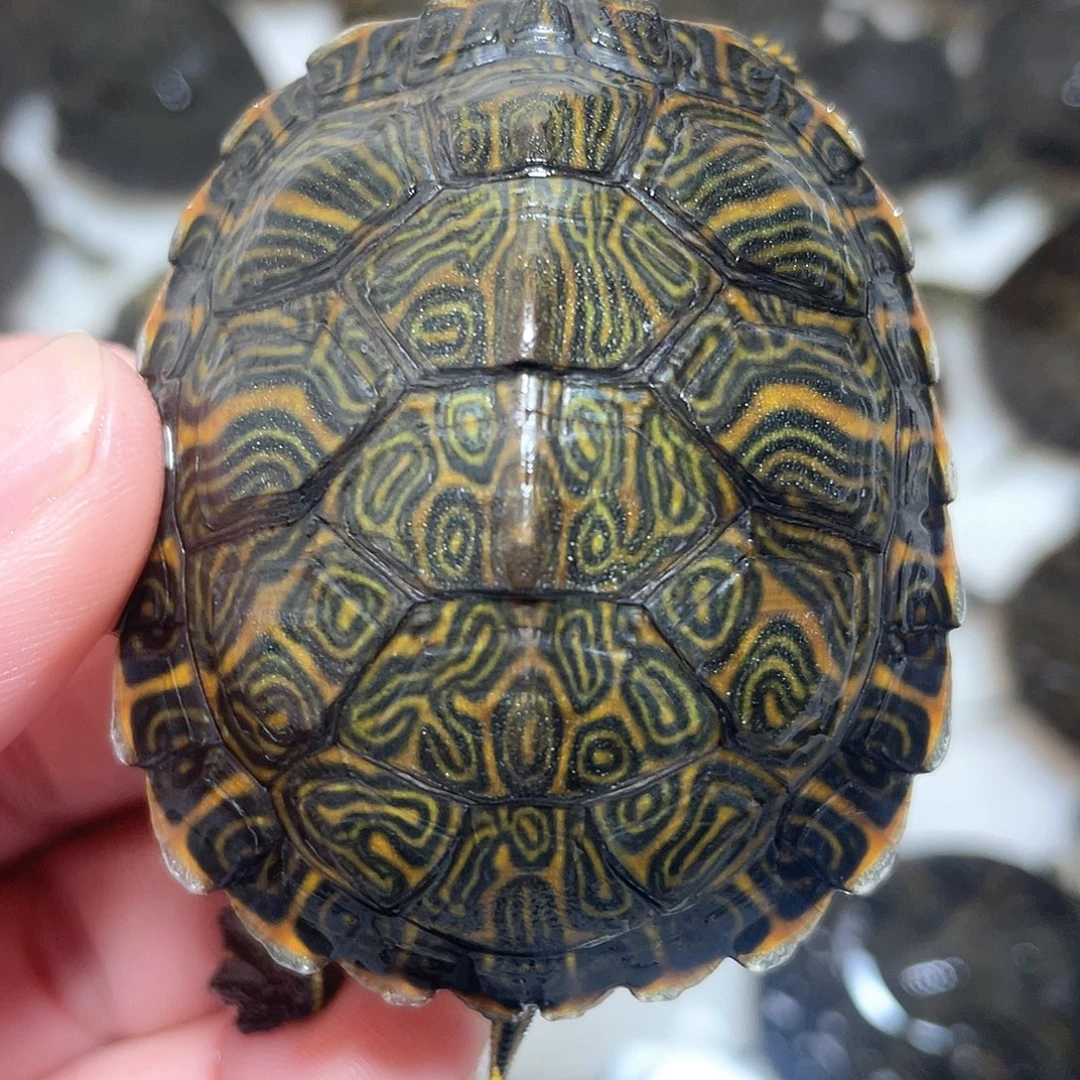 宠物龟不分公母佛甜