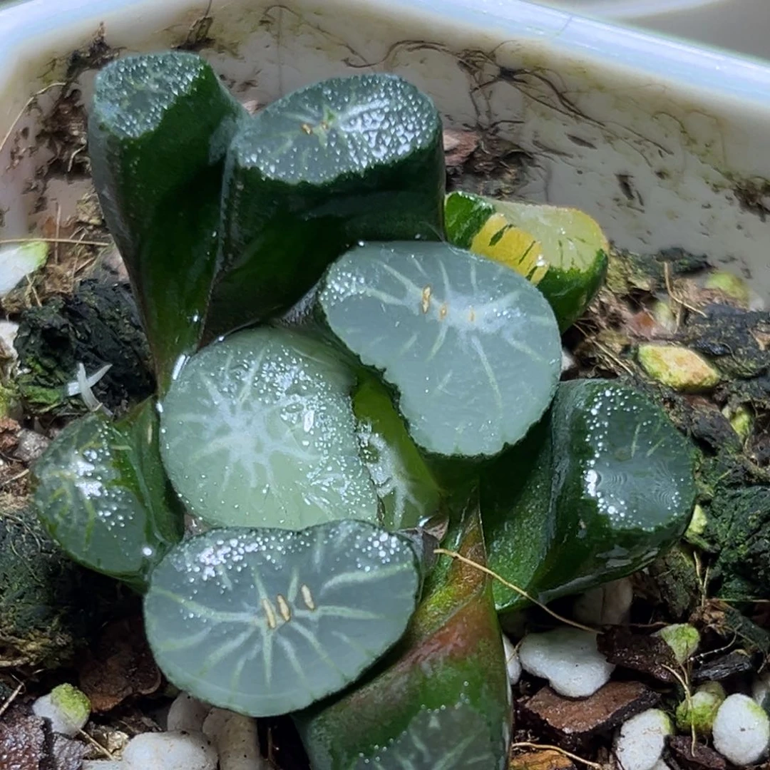 半**殇恭喜发财大吉大利538