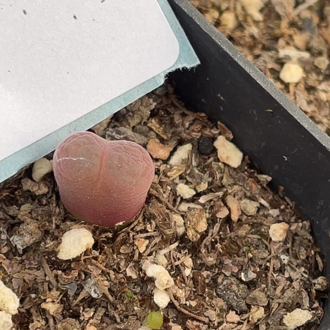 3-135风铃多肉植物