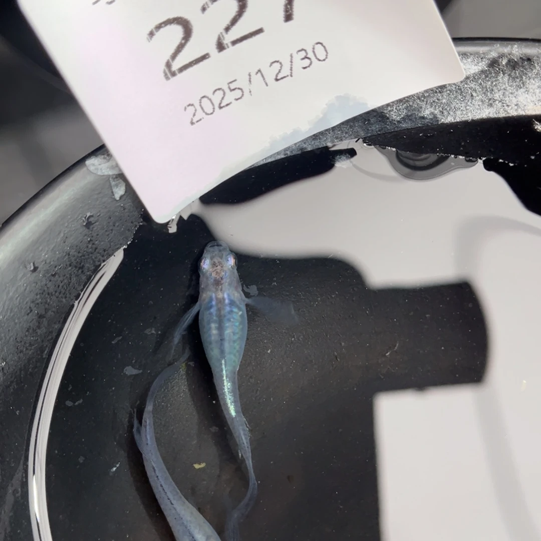 青鳉鱼227长鳍水滴一对