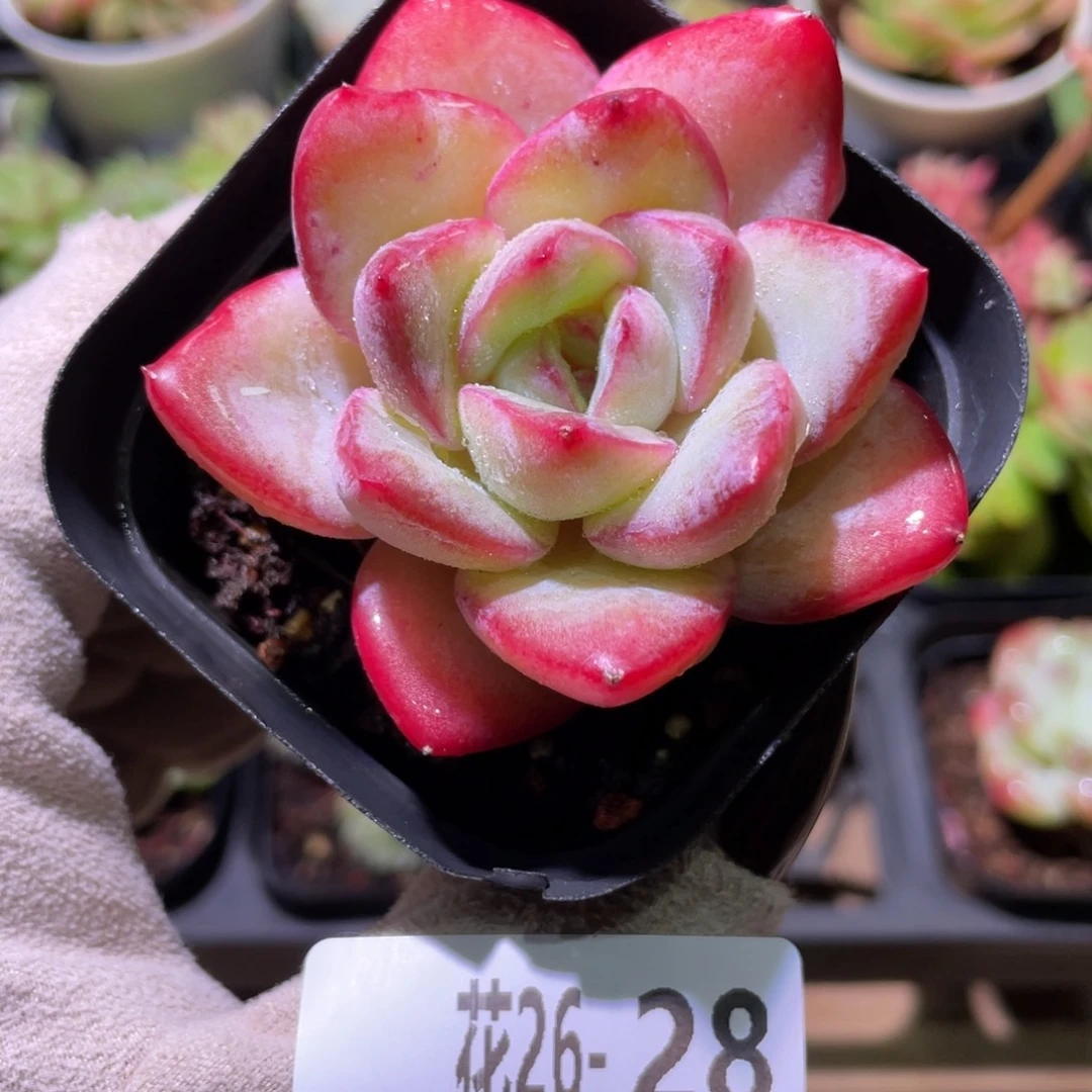 花利美26-28草莓泡芙