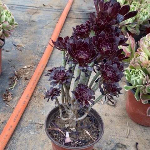 黑法9多肉植物法师法师