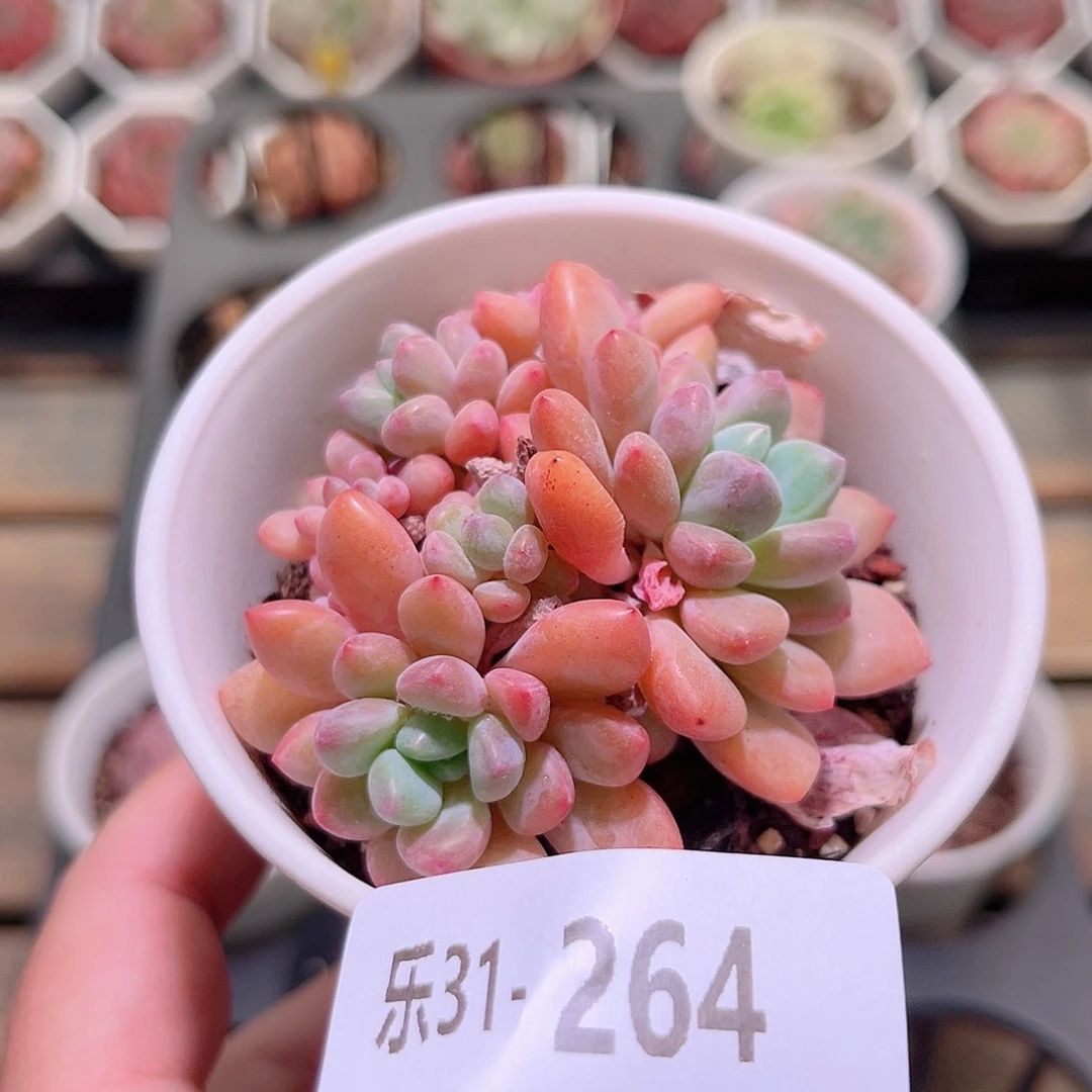 乐然31-264 冰彤群