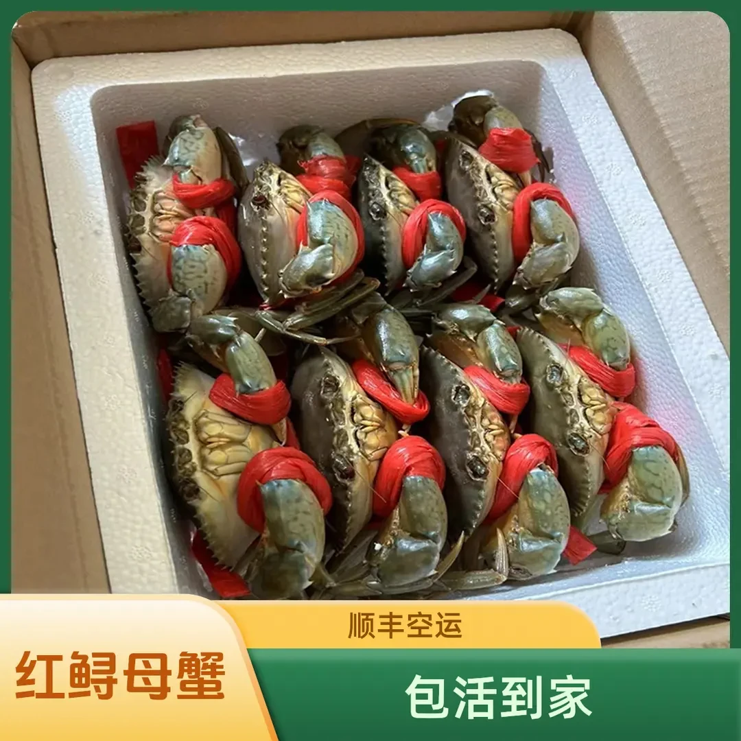 红鲟膏蟹母蟹包活海水海捕螃蟹顺丰空运东山岛青蟹海鲜礼盒送礼