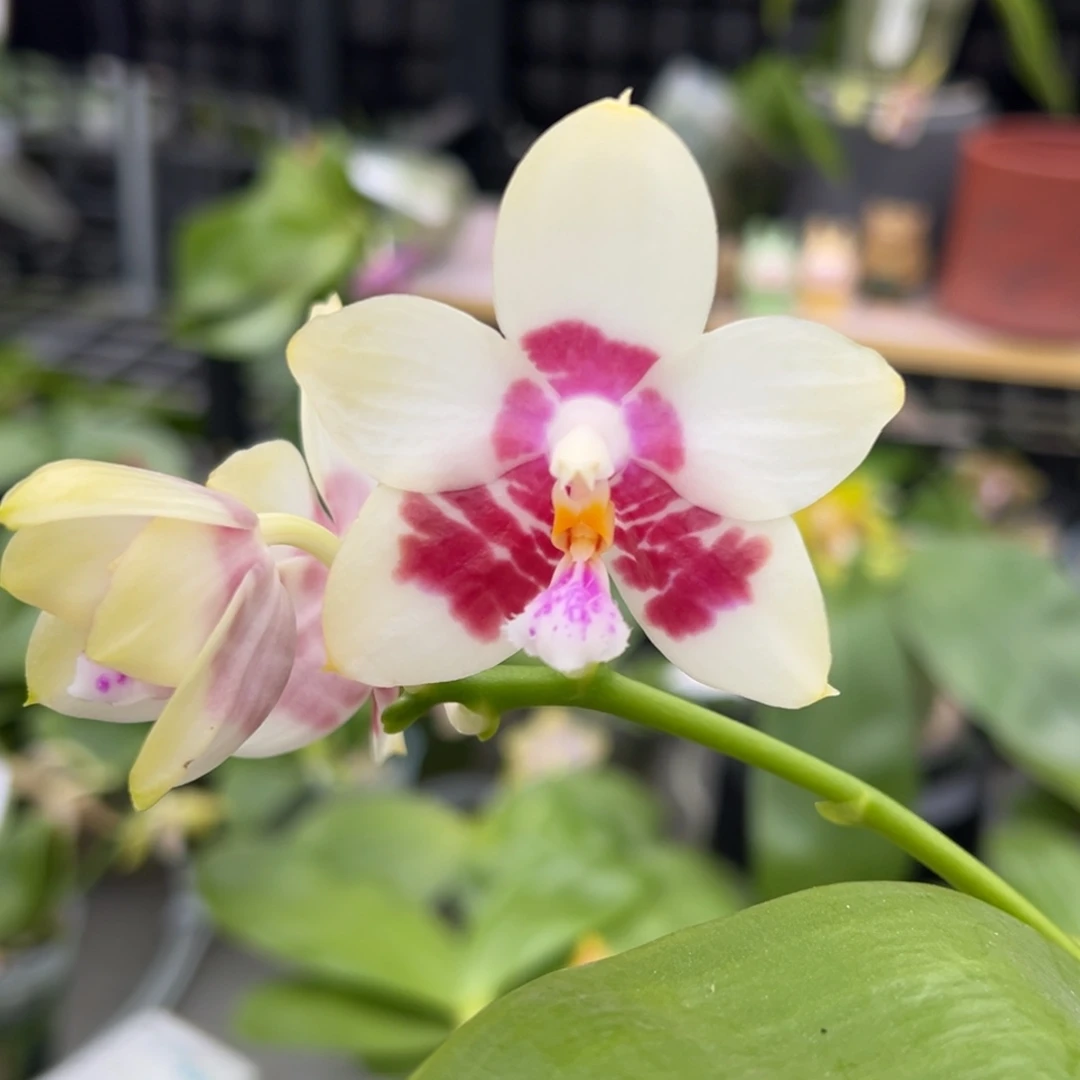 完全开放33号，68米