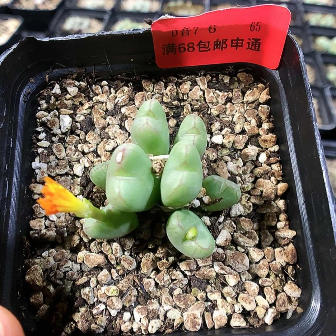 【闪购商品】7-6-65 瑕疵肉锥 20