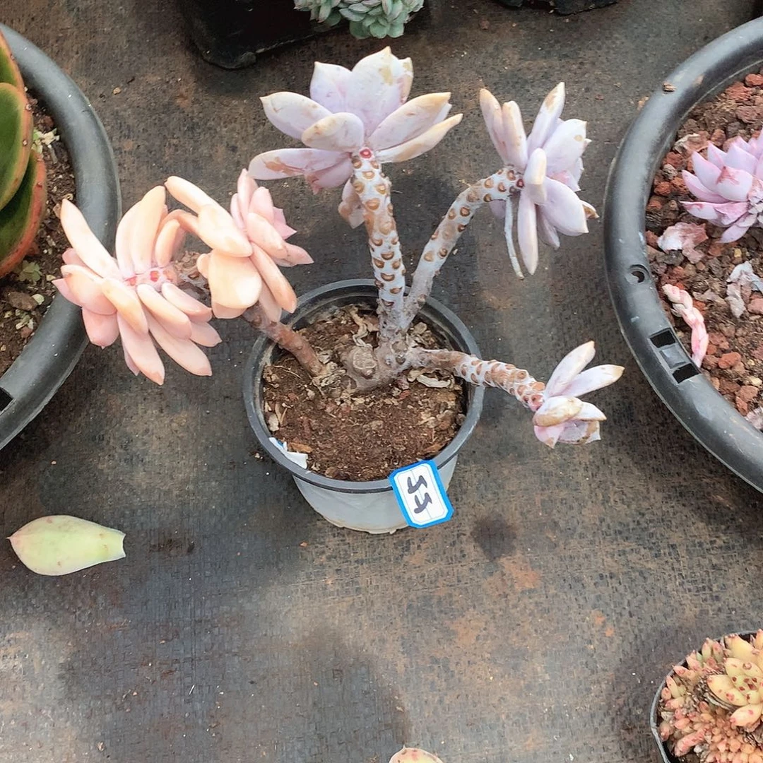 55风车锦  一物一拍多肉