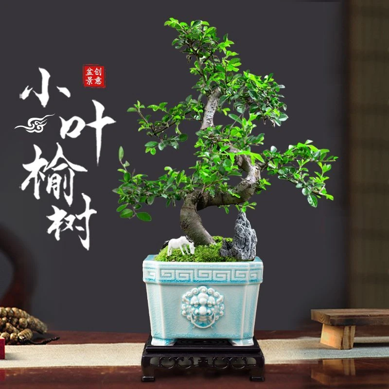 小叶榆树老桩盆景榆木榆钱室内盆栽客厅办公茶桌四季绿植禅意植物