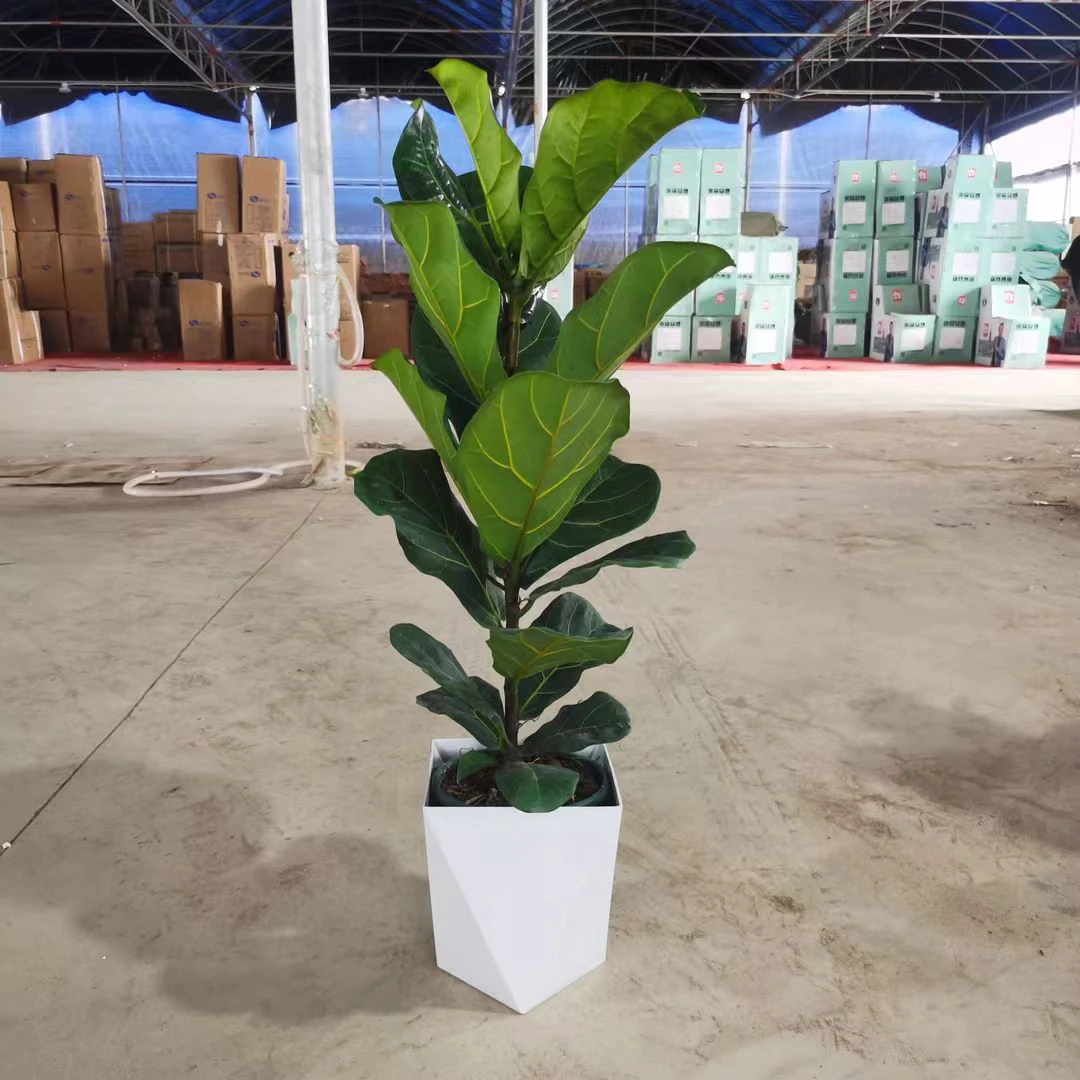 琴叶榕盆栽客厅落地大型绿植新房吸甲醛花卉盆景大叶耐阴好养易活