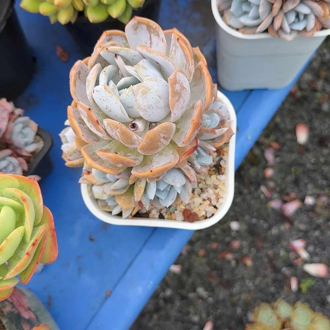 白茶老桩手捧花精品包邮