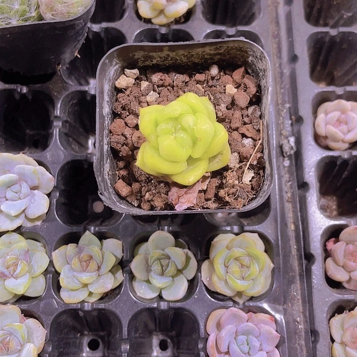 豆***记精品翡翠珍妮带盆土发