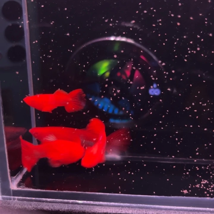 孔雀鱼火麒麟90-95红2对