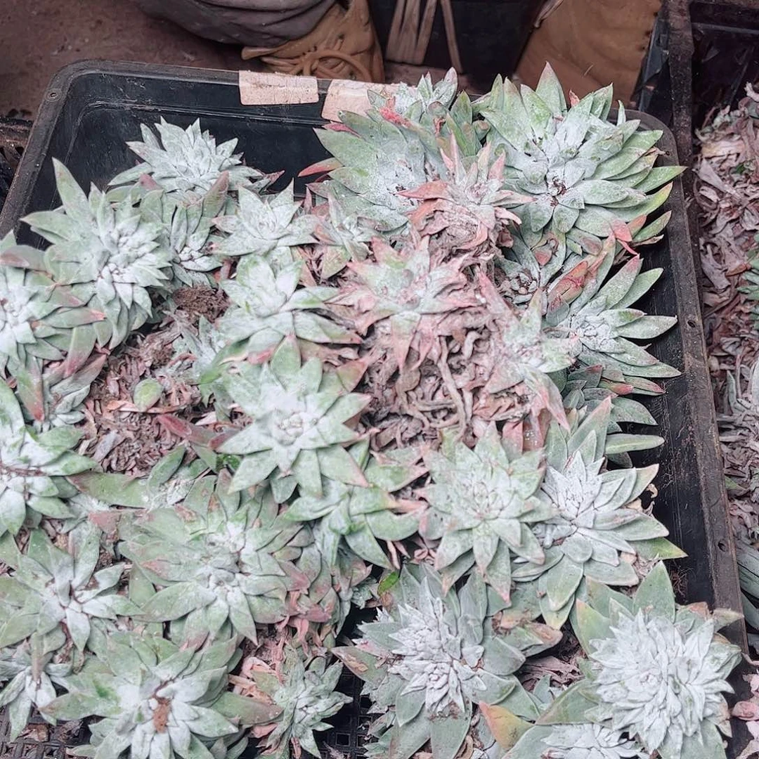 5375瑕疵筐拍不售后