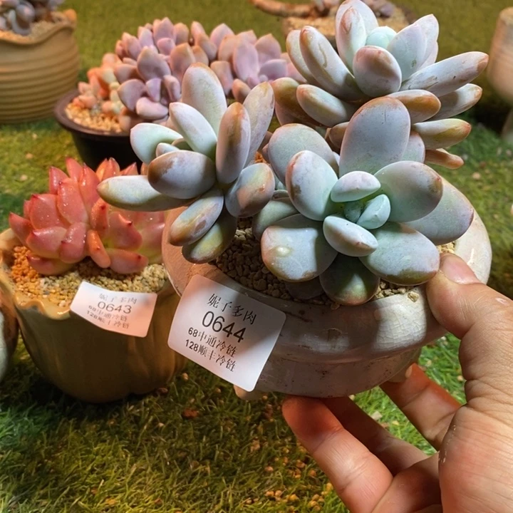 0644啊啊啊啊啊啊啊啊啊啊