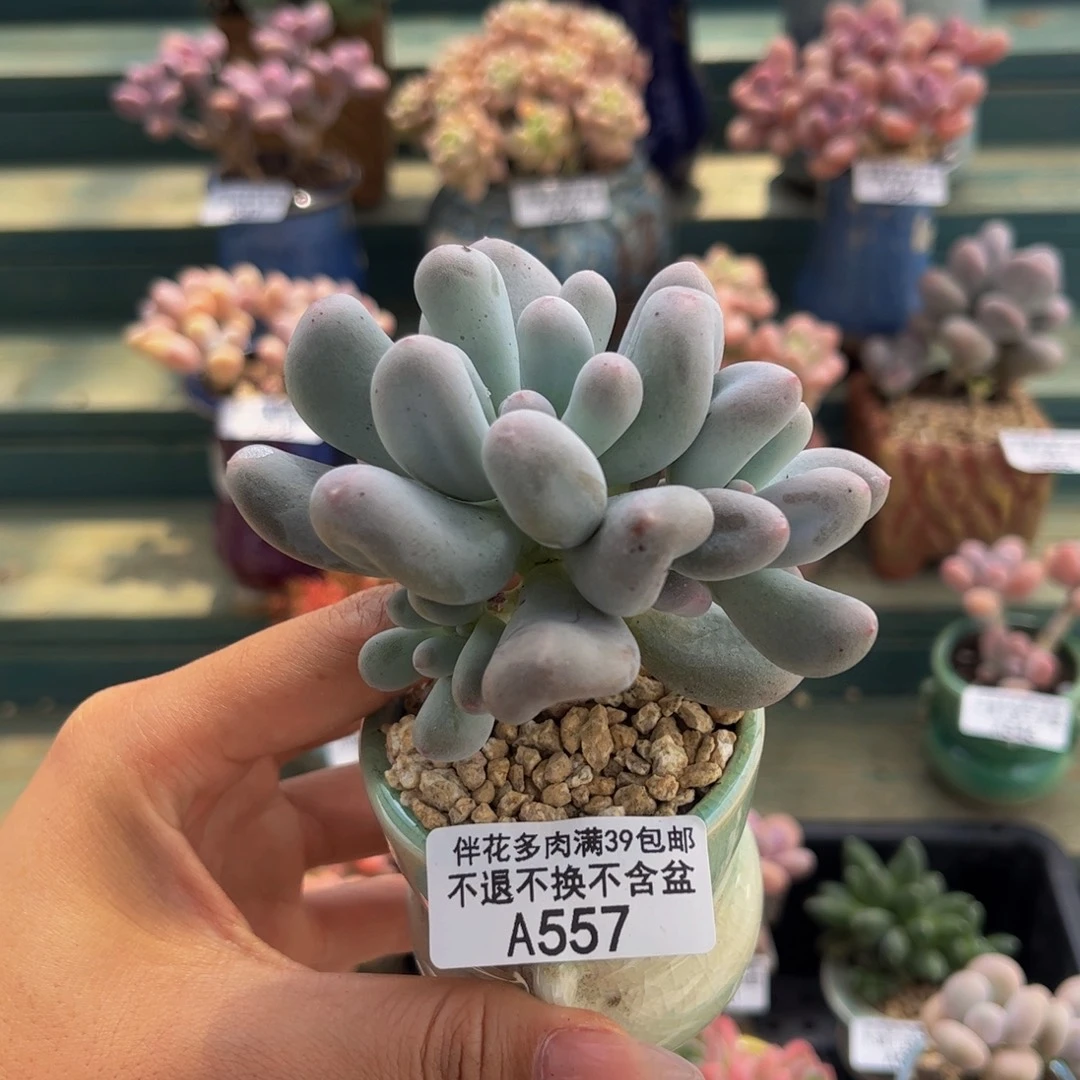 557-米可奶多肉7cm