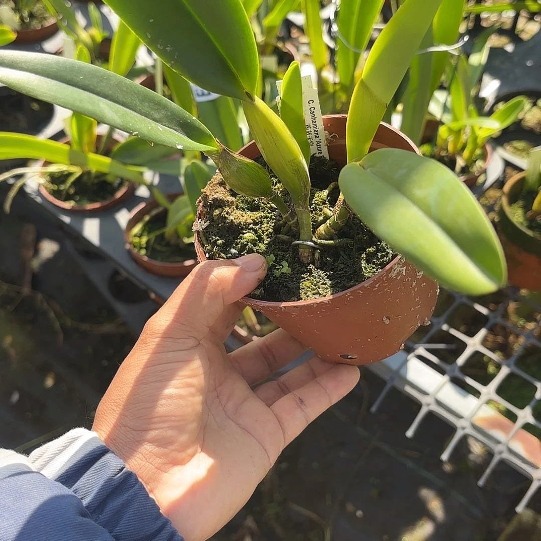 完全开放蔚蓝天空