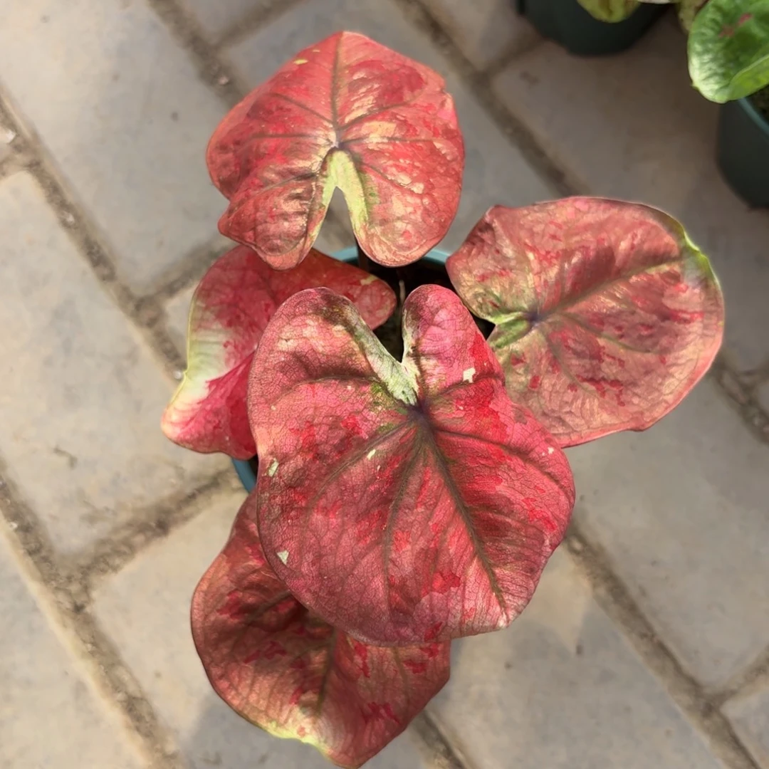 泰国彩叶芋74-1103