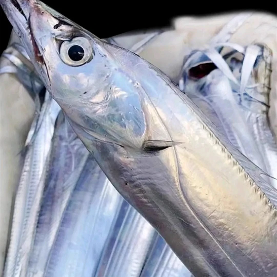 直播间随时钓口带鱼（直播间现货现称)