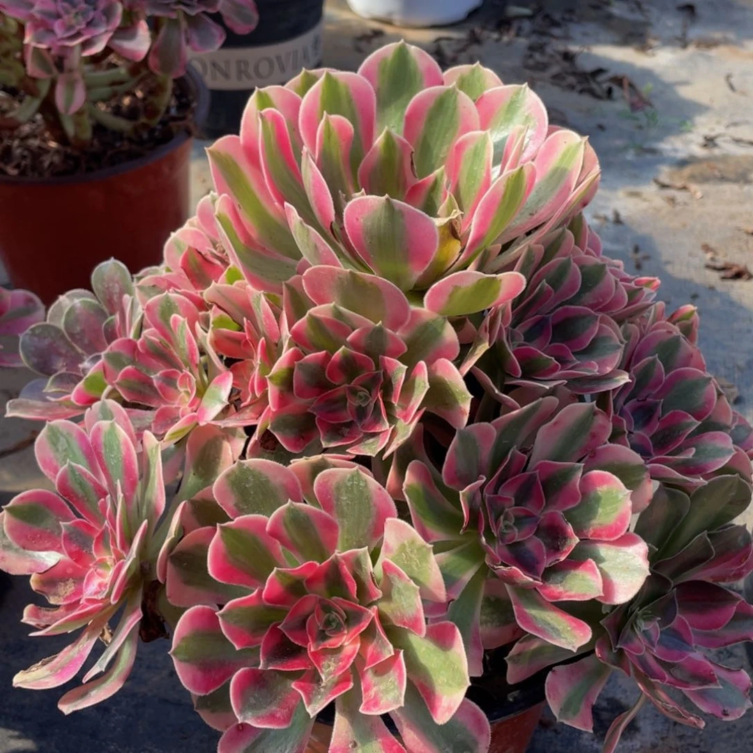 心*195女巫精品法师多肉