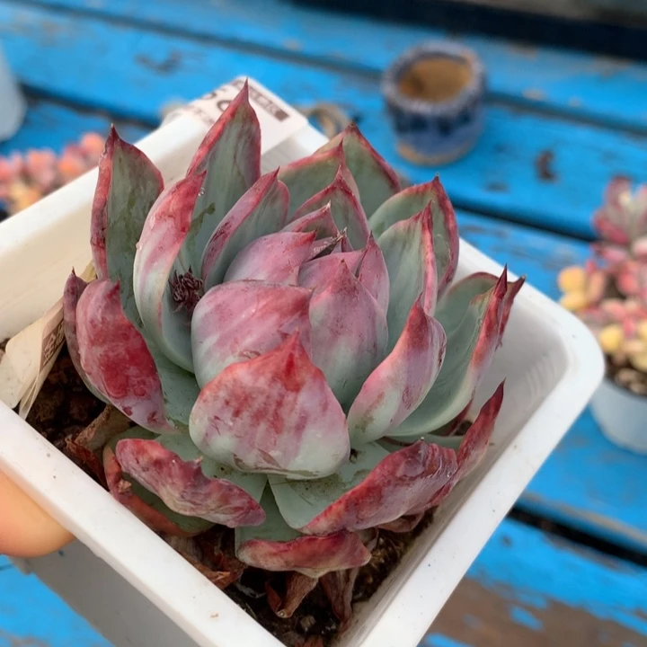 无花朵惊鸿仙子多肉植物