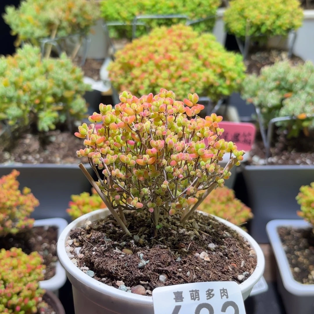 枝干番杏金桔糖球632