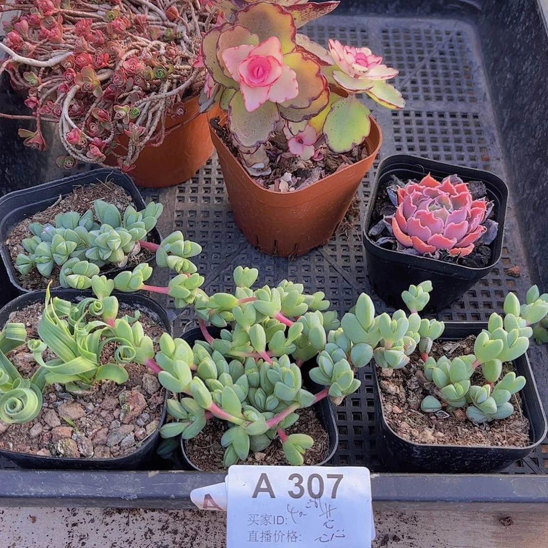 多肉307多肉植物