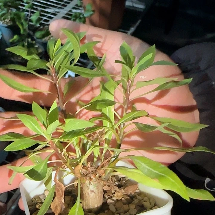 多肉植物紫福贵花