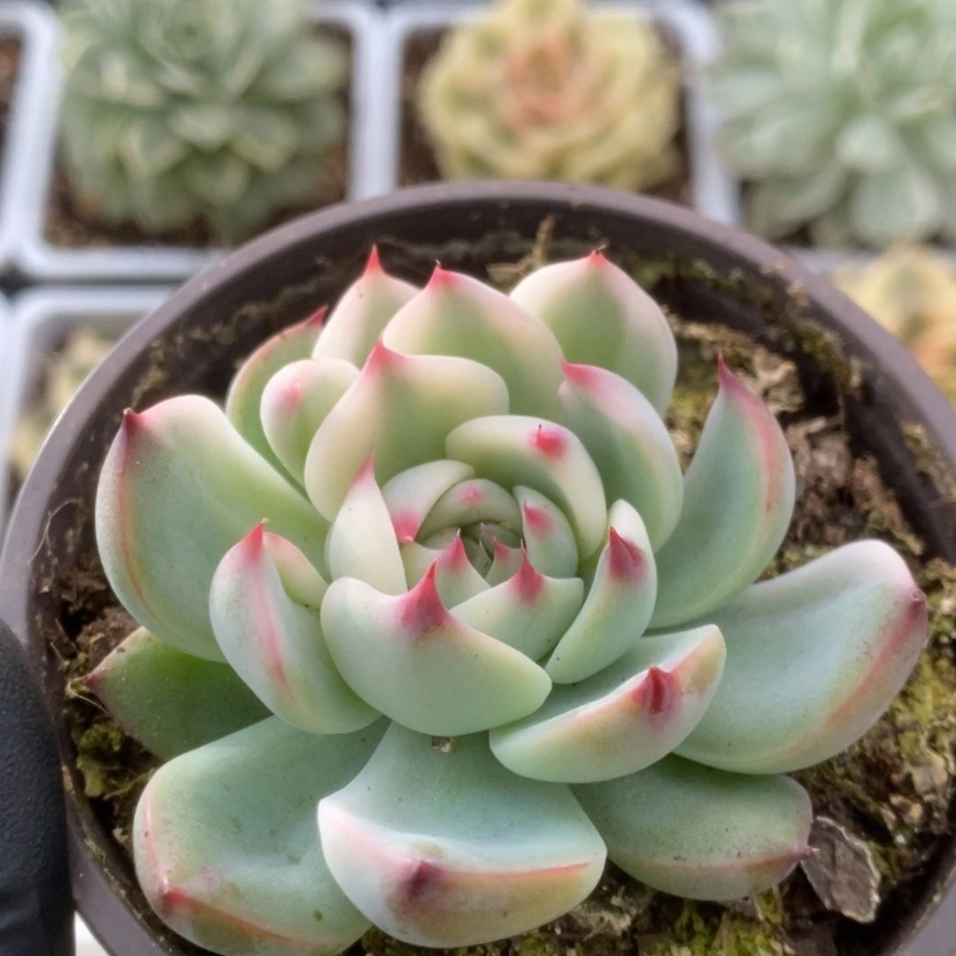 571锦锦锦锦锦锦锦锦锦