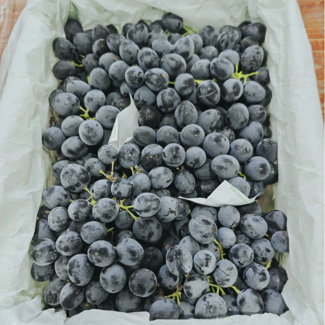 【小姨精选】蓝玫瑰葡萄新鲜到货【个别有糖裂】 明日送到家新疆维吾尔自治区