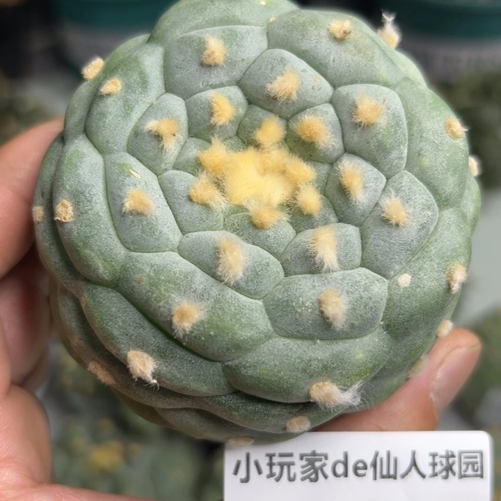 869可节后发货 可帮发根