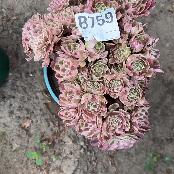 小***竹倾城朵朵缀759法师16-50寄养