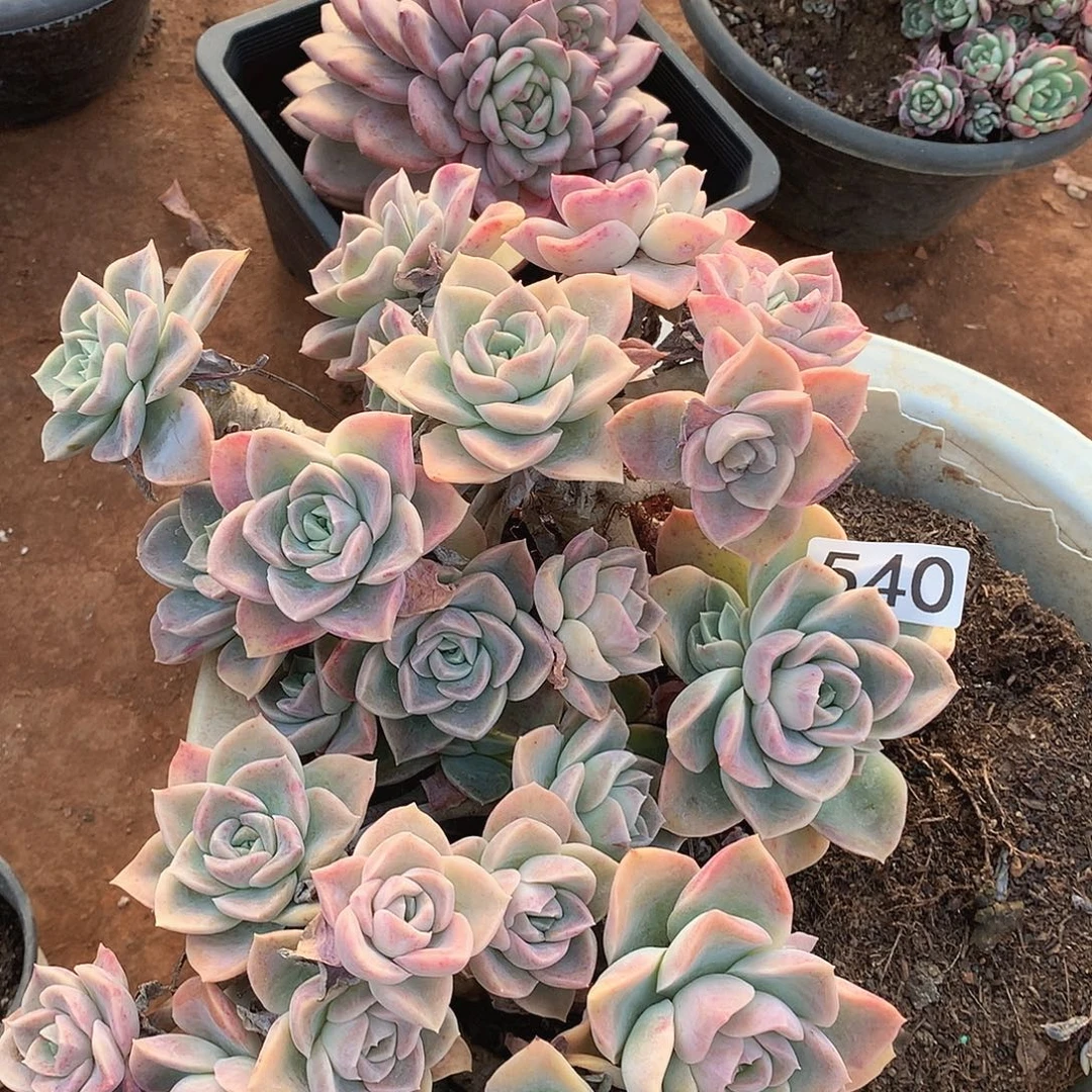 540哈利一物一拍多肉