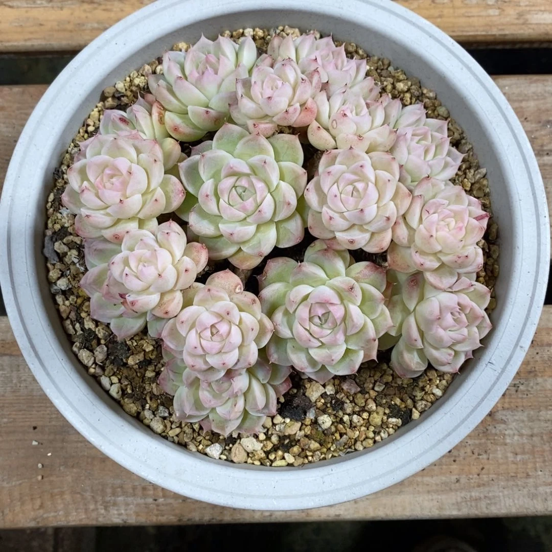 蛋****，自助下单一物一拍多肉_过年可寄养问主播