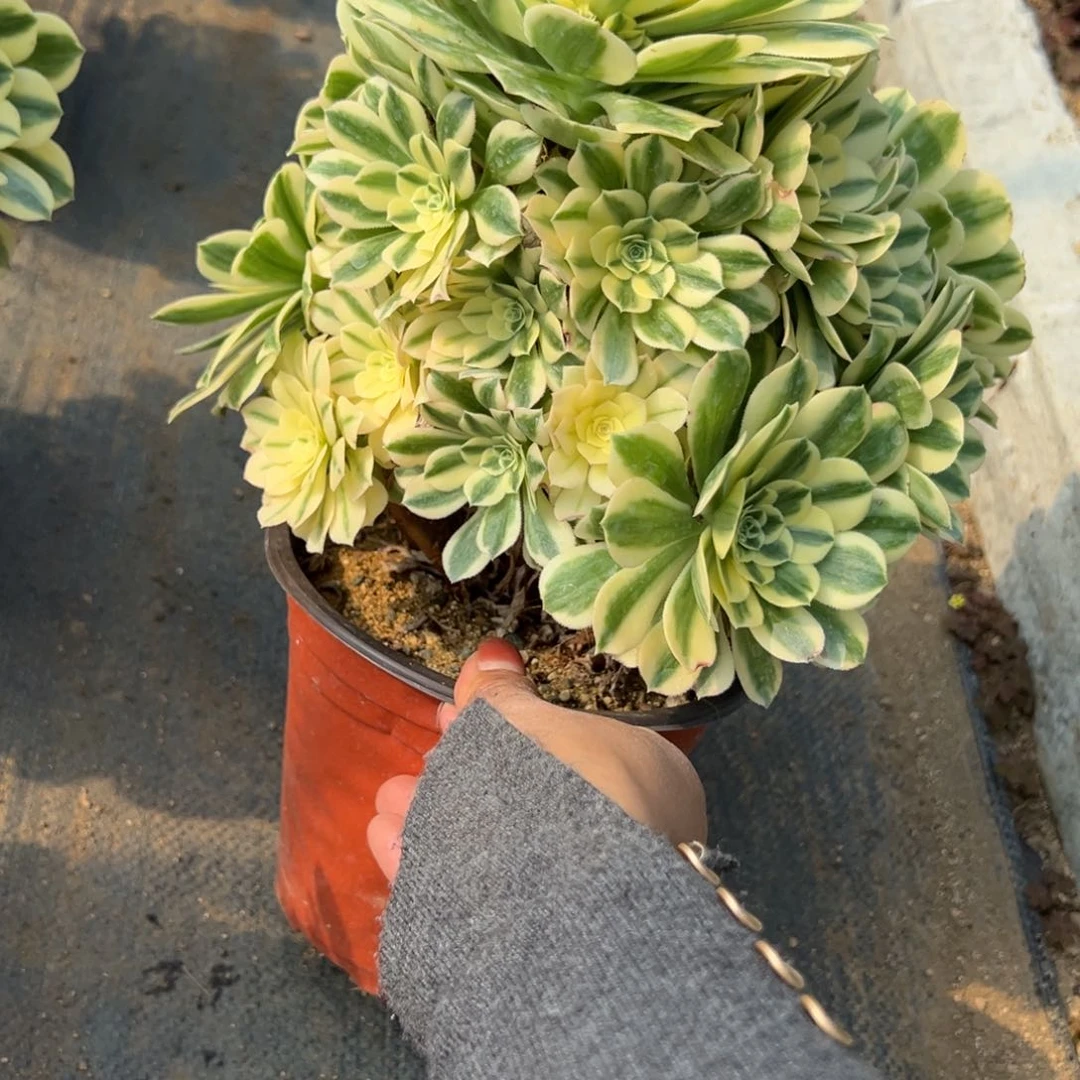 57迈巴多肉植物一