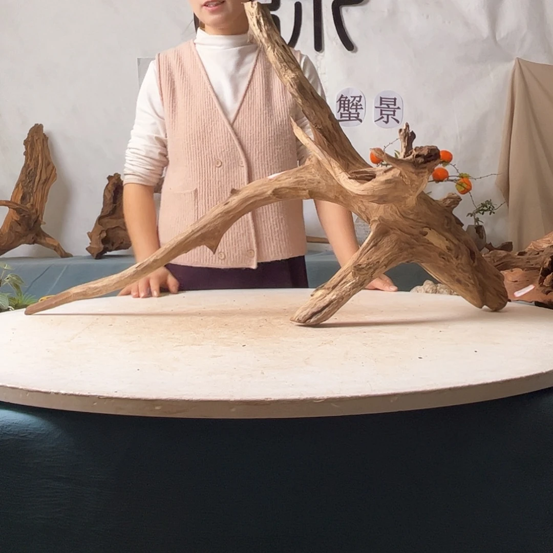 沉木造景寄居蟹造景