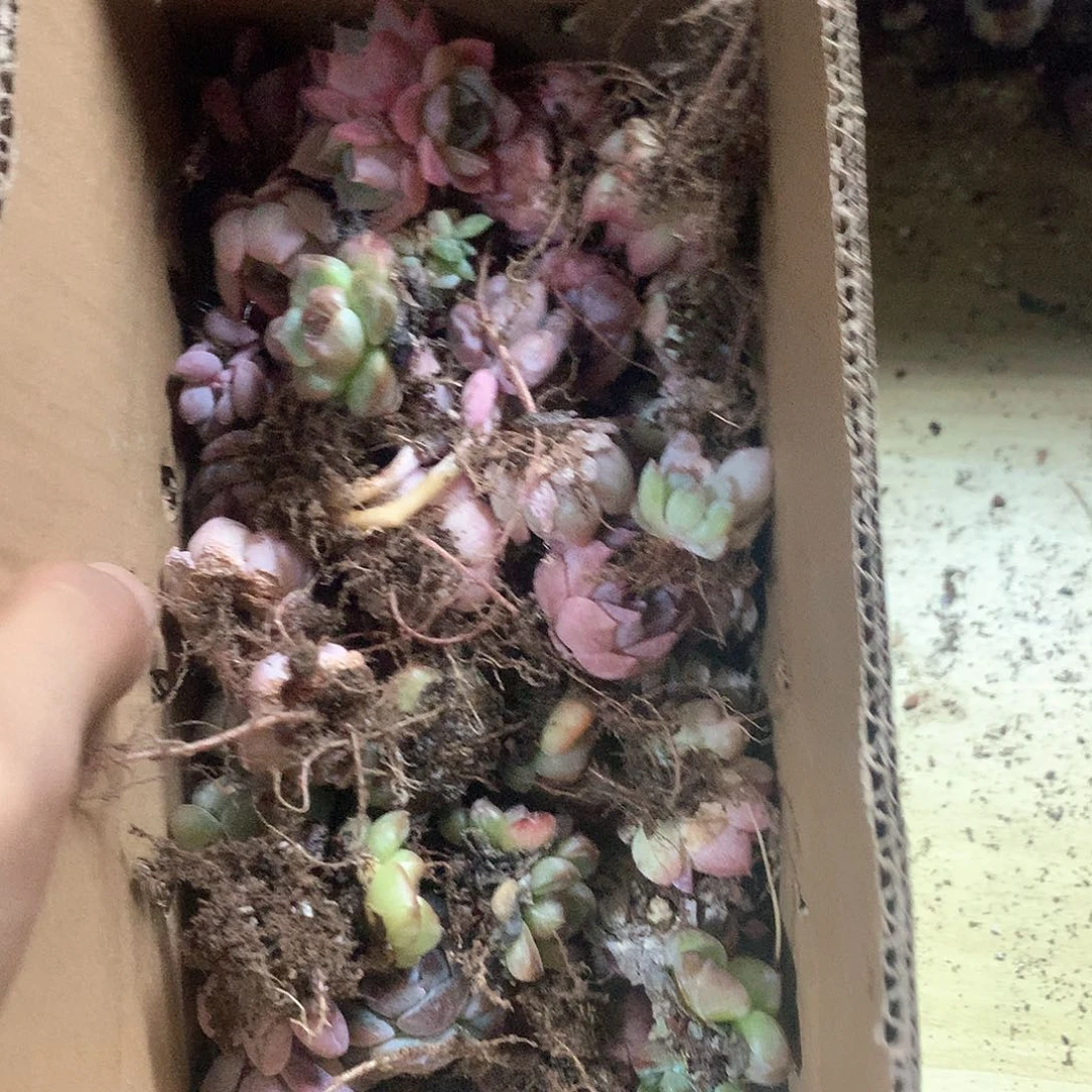 朋友家多肉大颗包30暴富