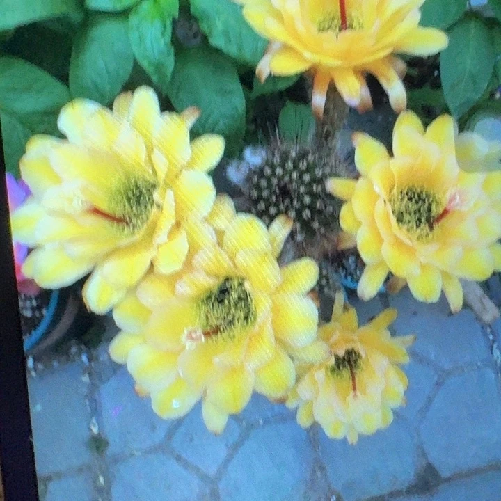 法一带根高11公分毛花柱