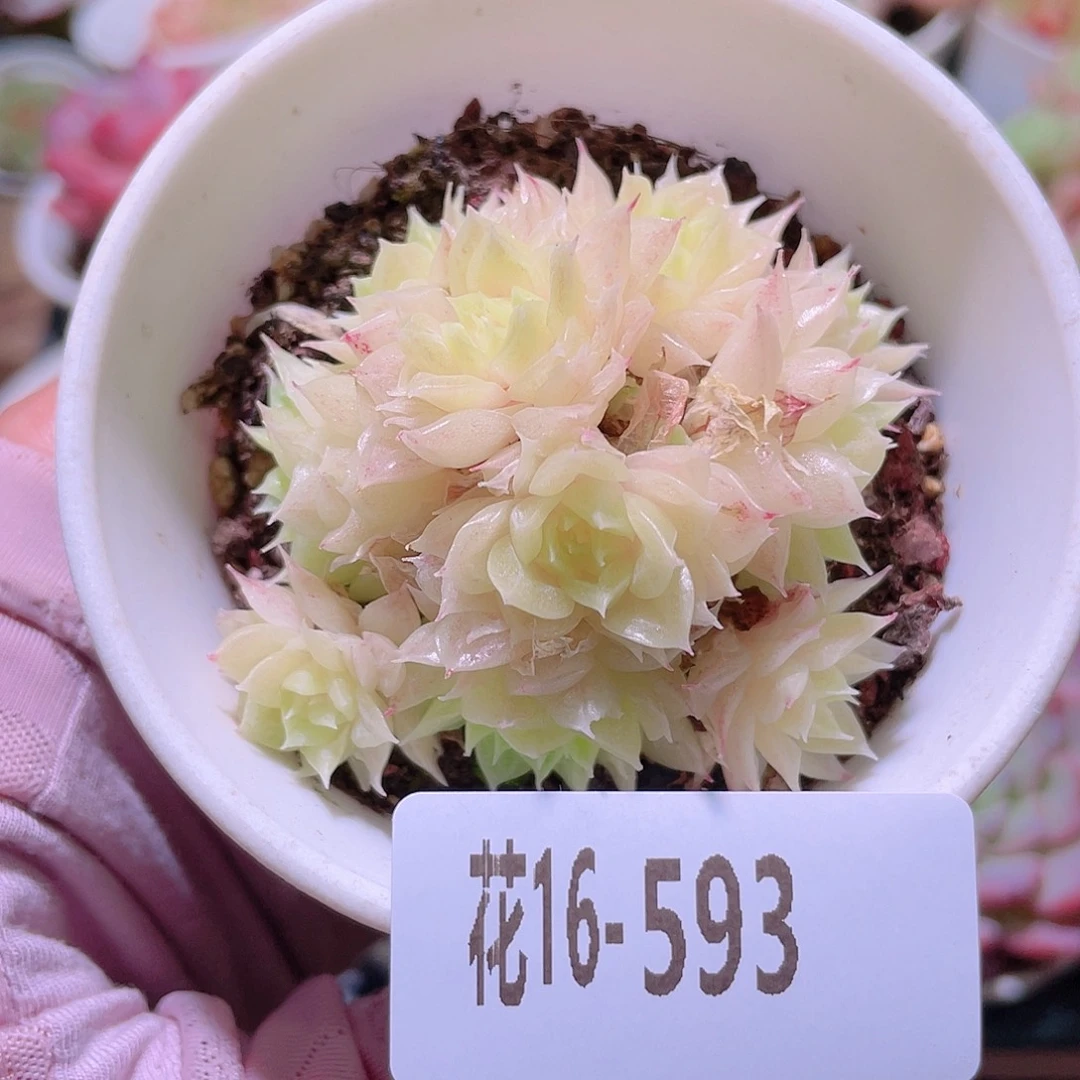 花利美16-593麦秆